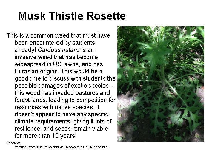 Musk Thistle Rosette This is a common weed that must have been encountered by