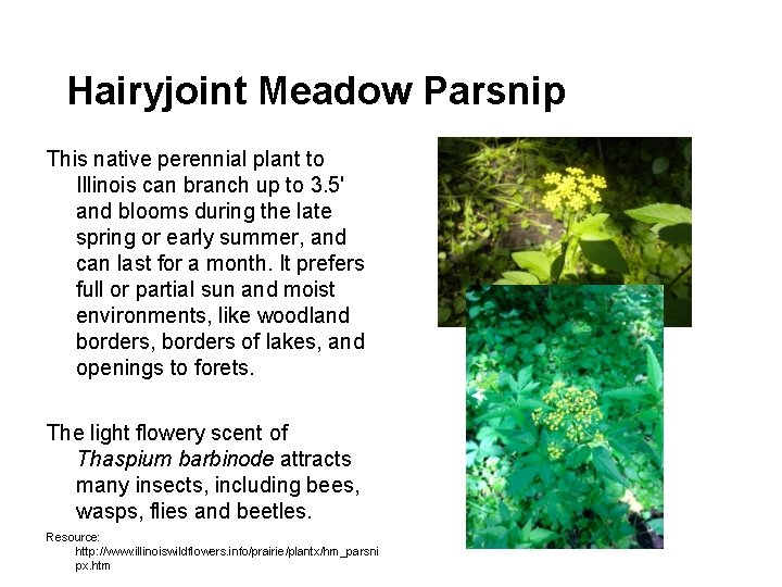 Hairyjoint Meadow Parsnip This native perennial plant to Illinois can branch up to 3.