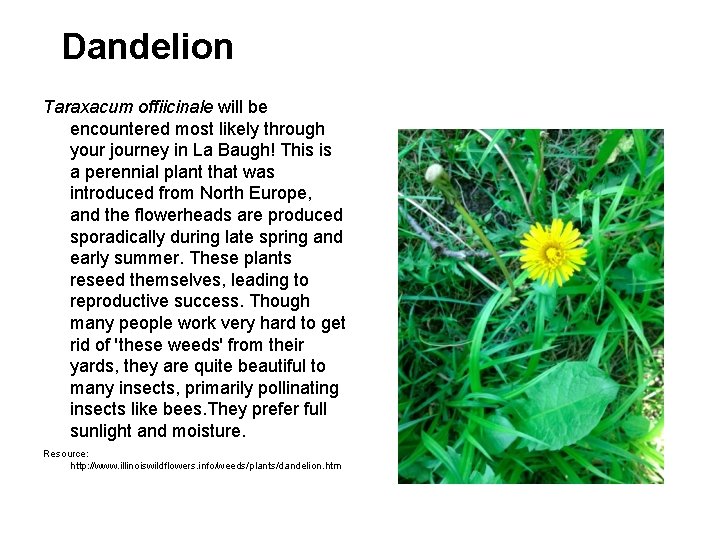 Dandelion Taraxacum offiicinale will be encountered most likely through your journey in La Baugh!