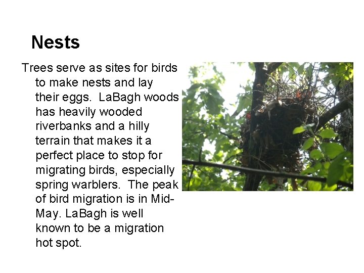 Nests Trees serve as sites for birds to make nests and lay their eggs.