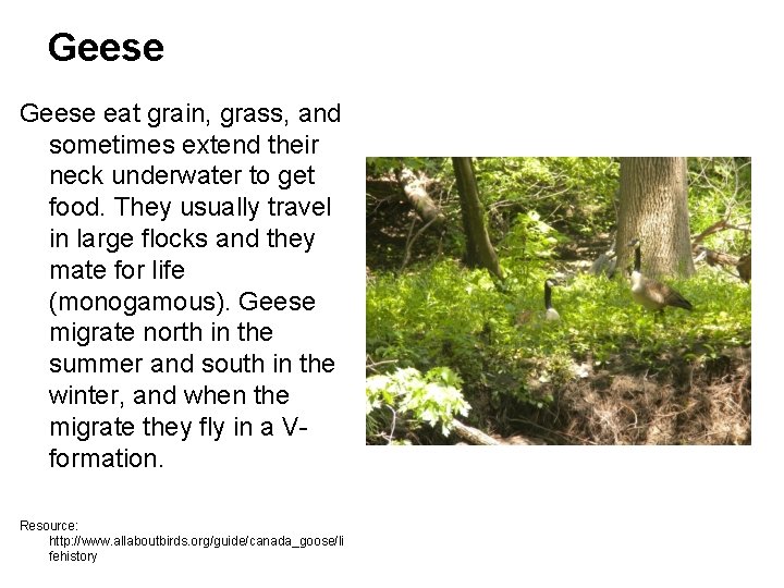 Geese eat grain, grass, and sometimes extend their neck underwater to get food. They