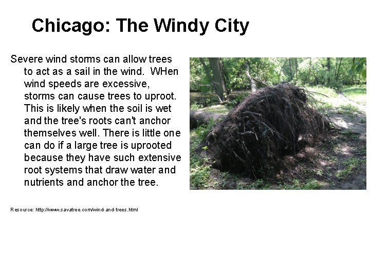 Chicago: The Windy City Severe wind storms can allow trees to act as a