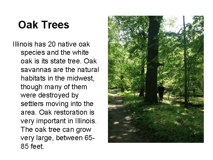 Oak Trees Illinois has 20 native oak species and the white oak is its