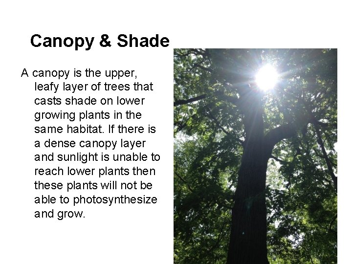 Canopy & Shade A canopy is the upper, leafy layer of trees that casts