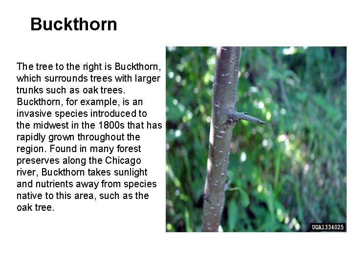 Buckthorn The tree to the right is Buckthorn, which surrounds trees with larger trunks