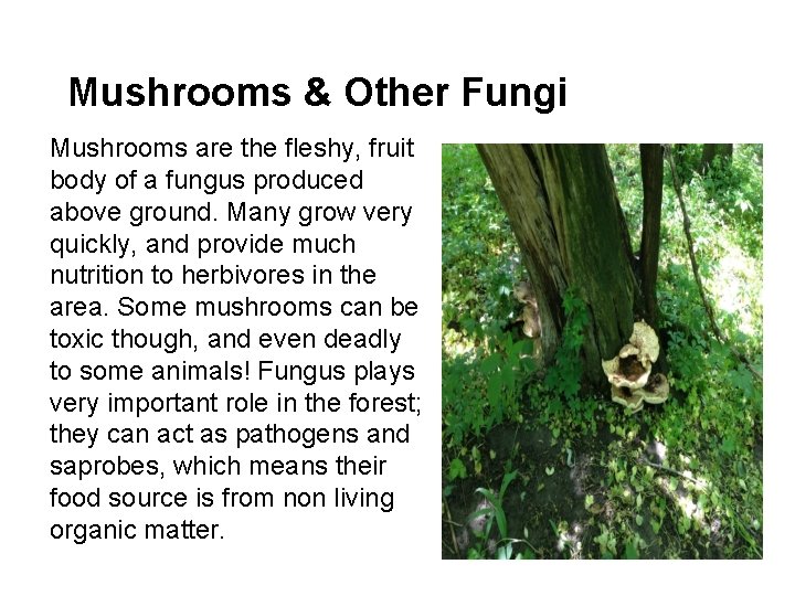 Mushrooms & Other Fungi Mushrooms are the fleshy, fruit body of a fungus produced