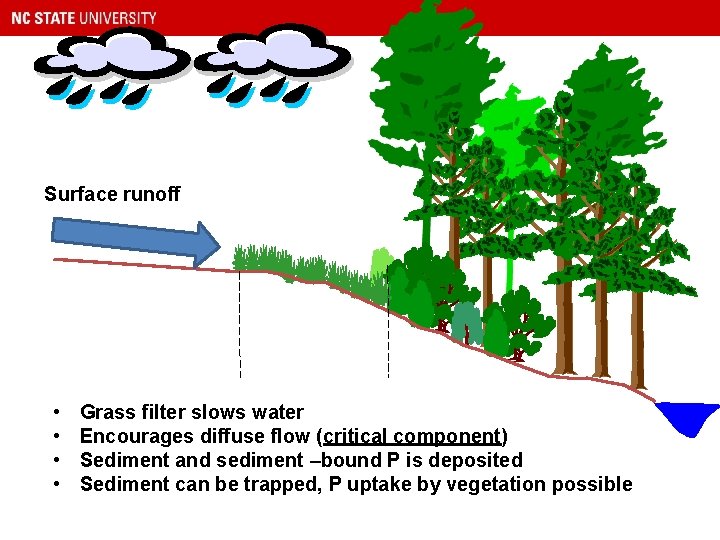 Surface runoff • • Grass filter slows water Encourages diffuse flow (critical component) Sediment