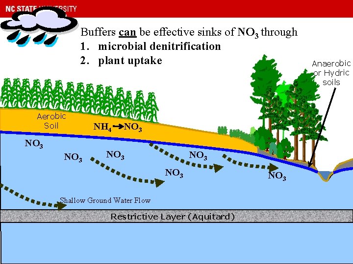 Buffers can be effective sinks of NO 3 through 1. microbial denitrification 2. plant