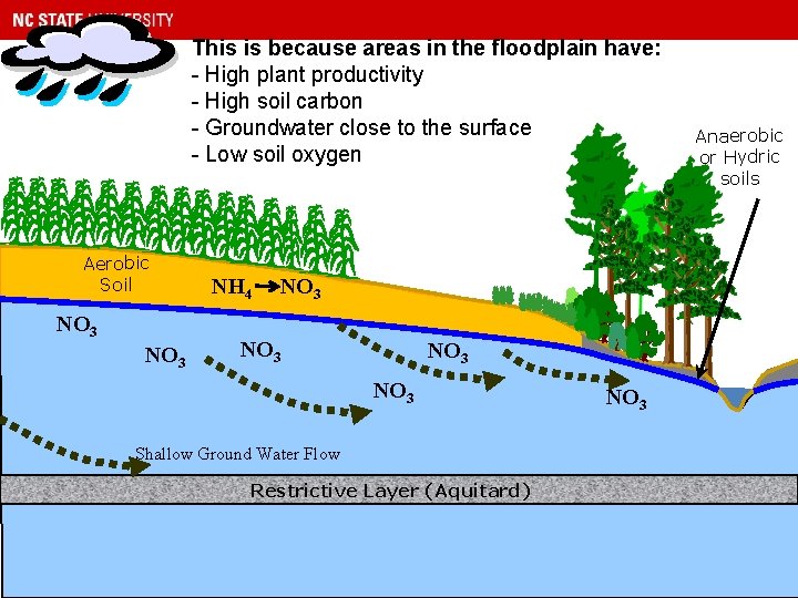 This is because areas in the floodplain have: - High plant productivity - High