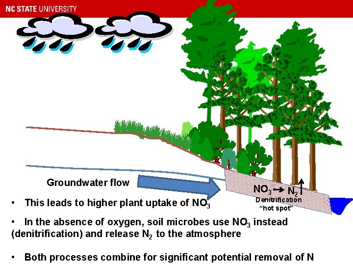 Groundwater flow • This leads to higher plant uptake of NO 3 N 2