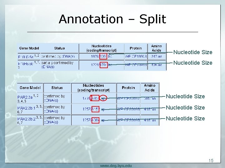 Annotation – Split Nucleotide Size Nucleotide Size 15 www. deg. byu. edu 