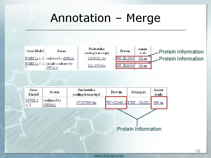 Annotation – Merge Protein Information 16 www. deg. byu. edu 