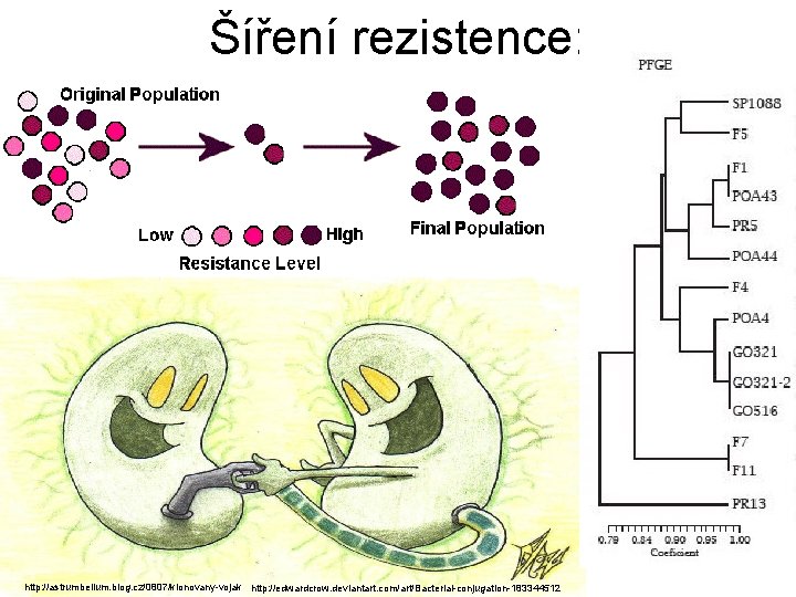 http: //www. slic 2. wsu. edu: 82/hurlbert/micro 101/pages/Chap 9. html Šíření rezistence: http: //astrumbellum.