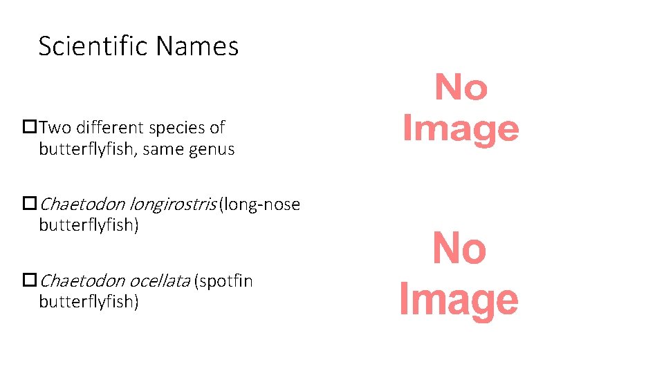 Scientific Names Two different species of butterflyfish, same genus Chaetodon longirostris (long-nose butterflyfish) Chaetodon
