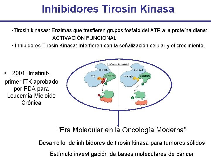 Inhibidores Tirosin Kinasa • Tirosin kinasas: Enzimas que trasfieren grupos fosfato del ATP a