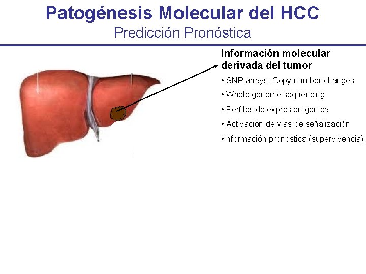 Patogénesis Molecular del HCC Predicción Pronóstica Información molecular derivada del tumor • SNP arrays: