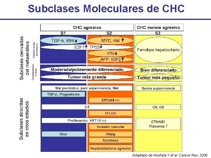 Subclases Moleculares de CHC Adaptado de Hoshida Y et al. Cancer Res. 2009 
