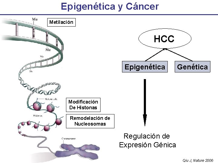 Epigenética y Cáncer Metilación HCC Epigenética Genética Modificación De Histonas Remodelación de Nucleosomas Regulación