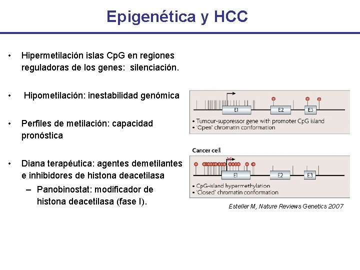 Epigenética y HCC • Hipermetilación islas Cp. G en regiones reguladoras de los genes: