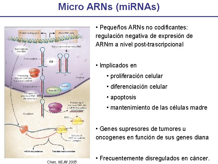 Micro ARNs (mi. RNAs) • Pequeños ARNs no codificantes: regulación negativa de expresión de