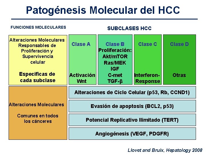 Patogénesis Molecular del HCC FUNCIONES MOLECULARES Alteraciones Moleculares Responsables de Proliferación y Supervivencia celular