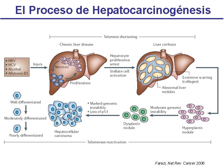 El Proceso de Hepatocarcinogénesis Farazi, Nat Rev Cancer 2006 