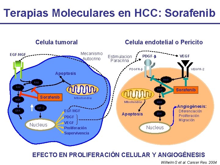 Terapias Moleculares en HCC: Sorafenib Celula tumoral Celula endotelial o Pericito Mecanismo Autocrino EGF/HGF