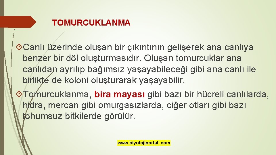 TOMURCUKLANMA Canlı üzerinde oluşan bir çıkıntının gelişerek ana canlıya benzer bir döl oluşturmasıdır. Oluşan