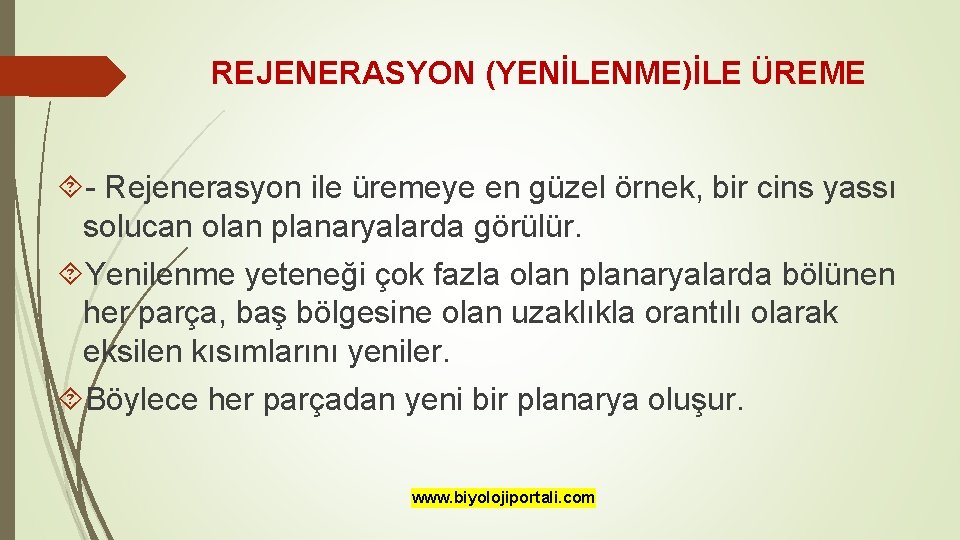 REJENERASYON (YENİLENME)İLE ÜREME - Rejenerasyon ile üremeye en güzel örnek, bir cins yassı solucan