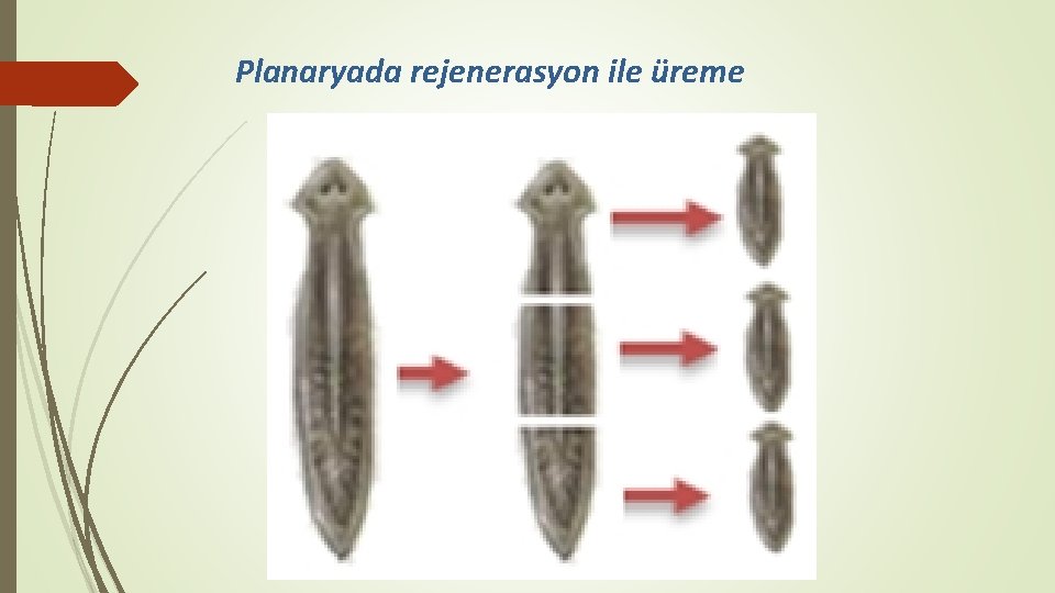 Planaryada rejenerasyon ile üreme 