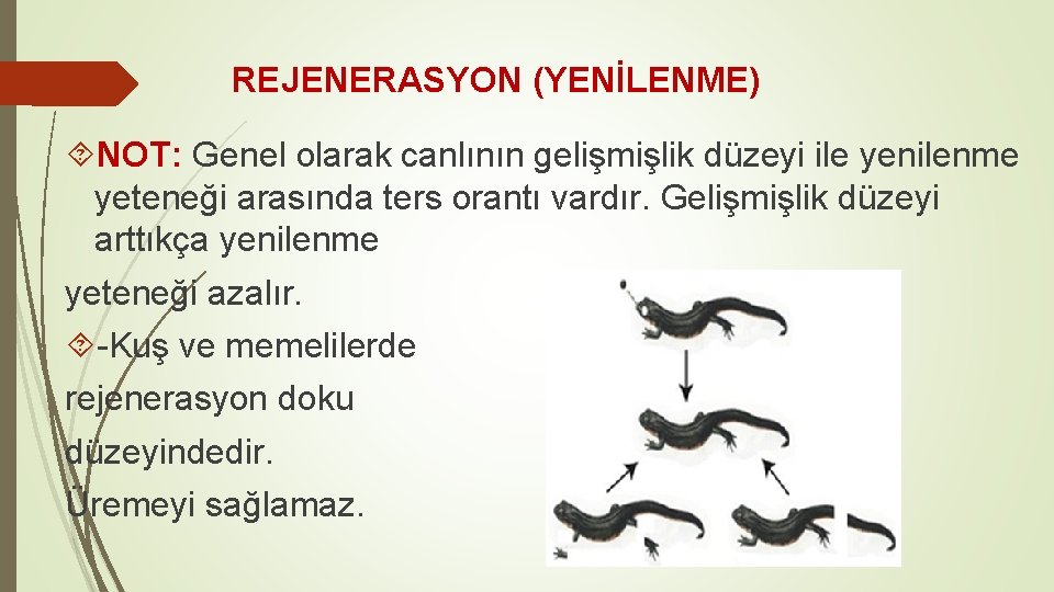 REJENERASYON (YENİLENME) NOT: Genel olarak canlının gelişmişlik düzeyi ile yenilenme yeteneği arasında ters orantı