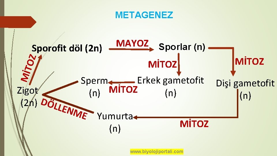 METAGENEZ OZ Sporofit döl (2 n) MAYOZ Sporlar (n) MİTOZ Zigot (2 n) DÖLL