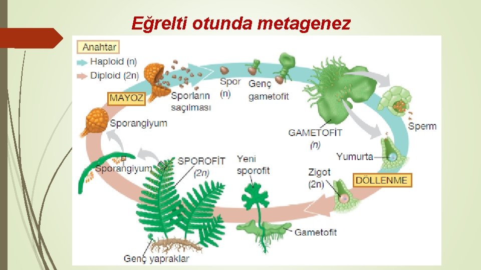 Eğrelti otunda metagenez 