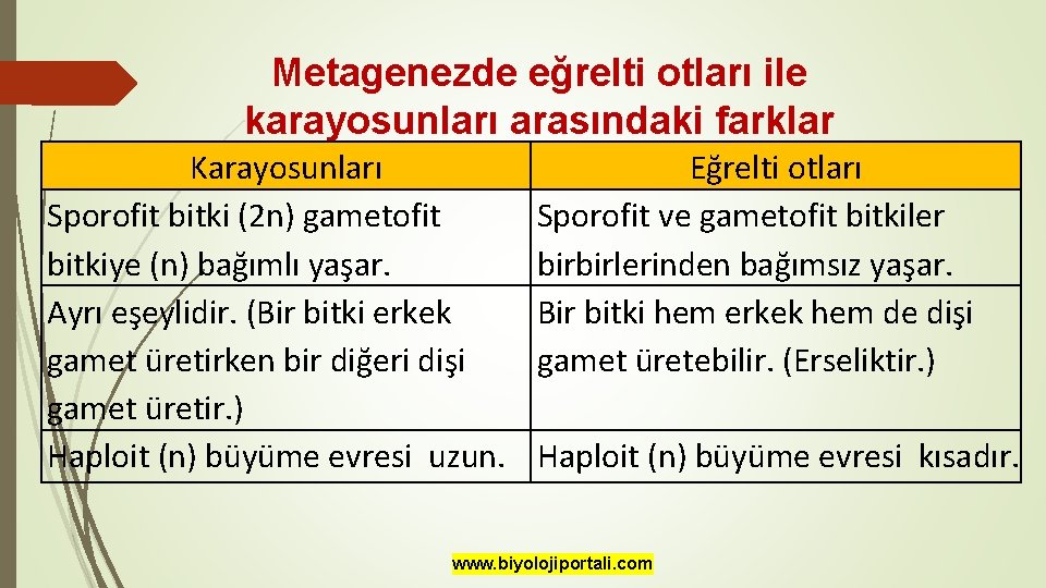 Metagenezde eğrelti otları ile karayosunları arasındaki farklar Karayosunları Sporofit bitki (2 n) gametofit bitkiye