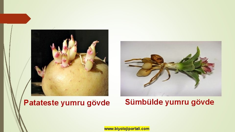 Patateste yumru gövde Sümbülde yumru gövde www. biyolojiportali. com 