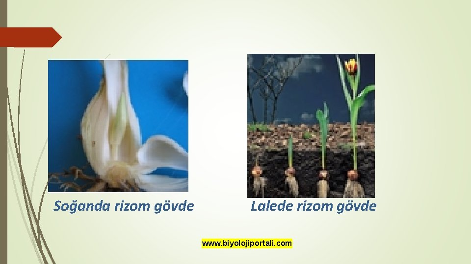 Soğanda rizom gövde Lalede rizom gövde www. biyolojiportali. com 