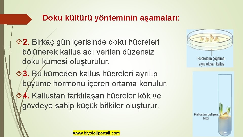 Doku kültürü yönteminin aşamaları: 2. Birkaç gün içerisinde doku hücreleri bölünerek kallus adı verilen