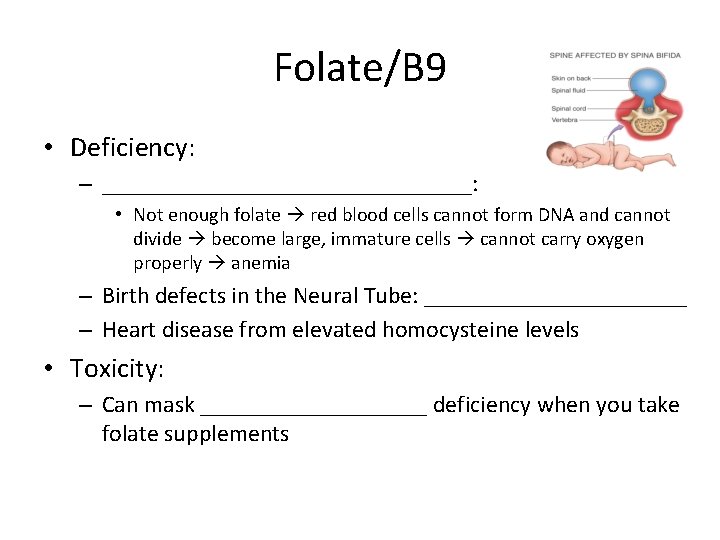 Folate/B 9 • Deficiency: – ________________: • Not enough folate red blood cells cannot