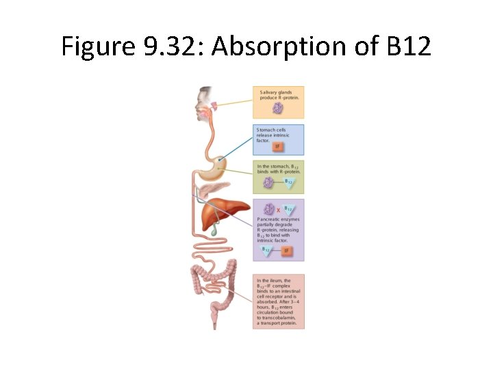 Figure 9. 32: Absorption of B 12 