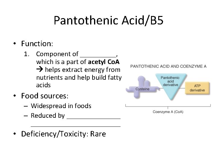 Pantothenic Acid/B 5 • Function: 1. Component of _____, which is a part of