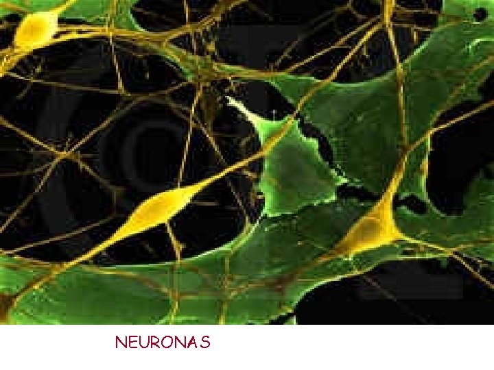 NEURONAS 