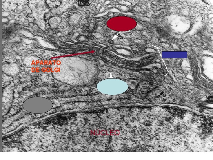 APARATO DE GOLGI NÚCLEO 