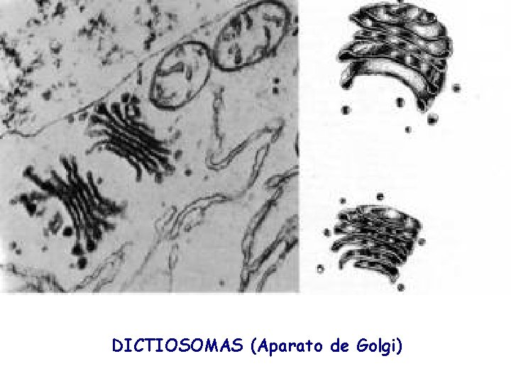 DICTIOSOMAS (Aparato de Golgi) 