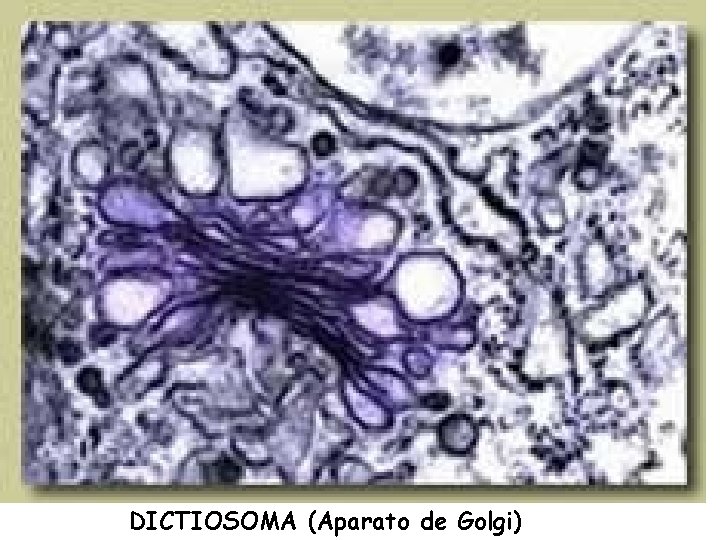 DICTIOSOMA (Aparato de Golgi) 