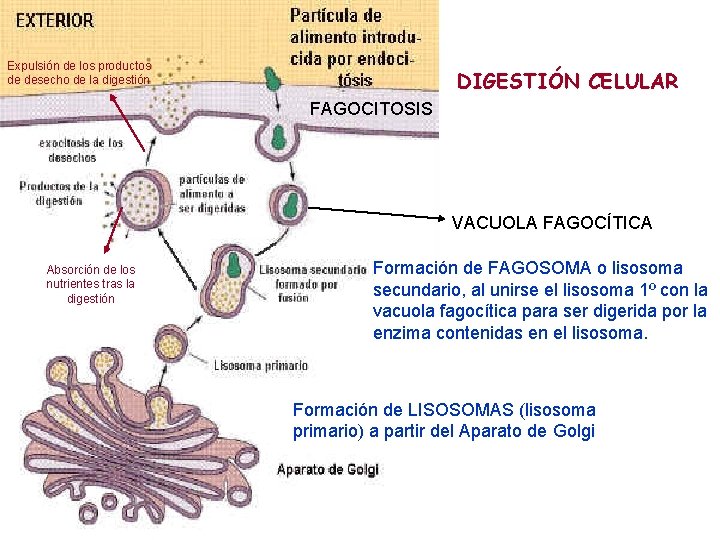 Expulsión de los productos de desecho de la digestión DIGESTIÓN CELULAR FAGOCITOSIS VACUOLA FAGOCÍTICA