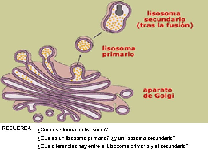RECUERDA: ¿Cómo se forma un lisosoma? ¿Qué es un lisosoma primario? ¿y un lisosoma