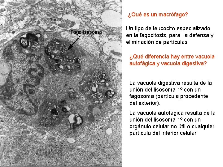 ¿Qué es un macrófago? Un tipo de leucocito especializado en la fagocitosis, para la