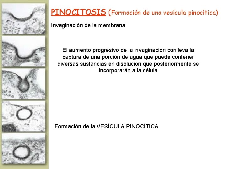 PINOCITOSIS (Formación de una vesícula pinocítica) Invaginación de la membrana El aumento progresivo de