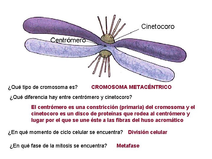 ¿Qué tipo de cromosoma es? CROMOSOMA METACÉNTRICO ¿Qué diferencia hay entre centrómero y cinetocoro?