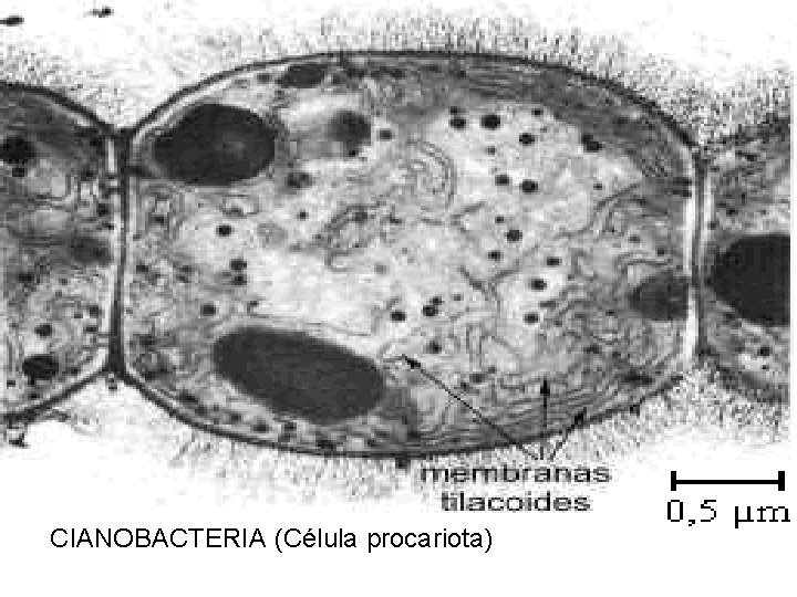 CIANOBACTERIA (Célula procariota) 